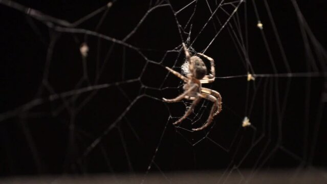 While the wind is moving the web, a spider is sitting still in it in the dark.