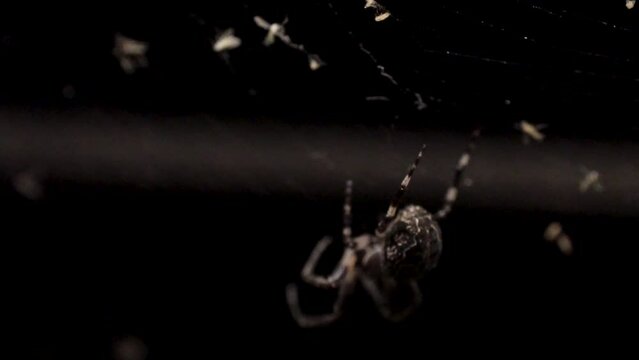 Numerous insects are caught in the web including a mosquito, and a large orb spider is seen climbing down the cobweb.