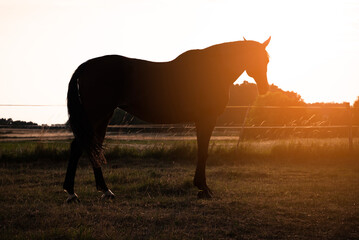 Pferde Silhuette im Sonnenuntergang, Pferd auf der Weide, Sunset