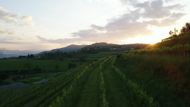 Sunset on the hill in a vineyard in the Norhen Europe