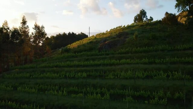 Sunset on the hill in a vineyard in the Douro