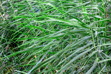Green grass, sedge, background, texture.