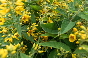 Background from a yellow flower. Bouquet of common loosestrife. Selective focus.
