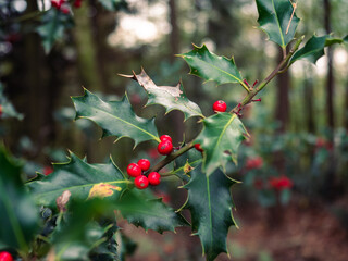 Ilex Stechpalme im Wald