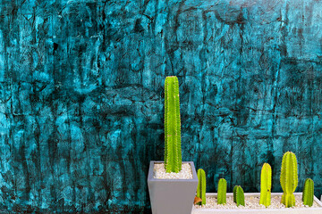 Green cactus on the blue cement wall background, background texture modern design