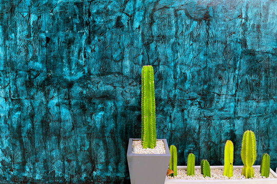 Green cactus on the blue cement wall background, background texture modern design