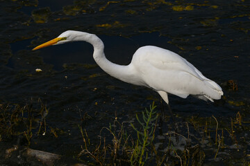 Great White Heron at Malibu Lagoon