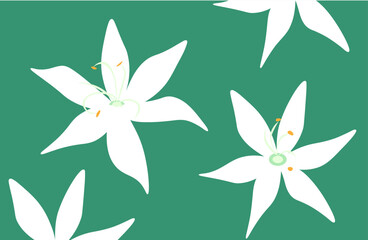 Kaffir lily flowers on green background.