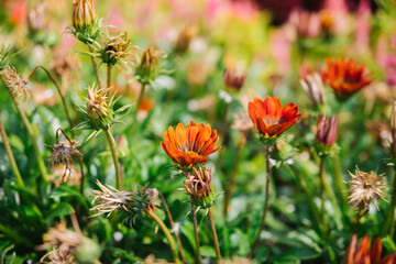 Gazania flowers in the summer garden. Colorful bright flowers on a green background. Gazania and lobelia. Flower bed decoration in the park.