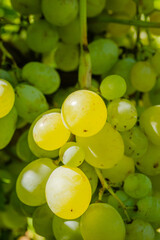 Bunches of vines, varieties, Muscat Italy. Bunch of berries on vine of white table variety Muscat Italy.