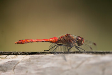 rote Heidelibelle