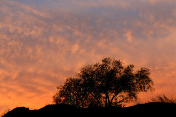Fototapeta na wymiar Scenic sunset with silhouetted tree and beautiful clouds, Kalahari desert, South Africa.
