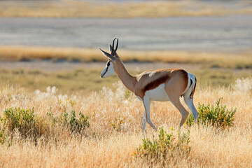 Springbok antelope (Antidorcas marsupialis) in natural habitat, Etosha National Park, Namibia.