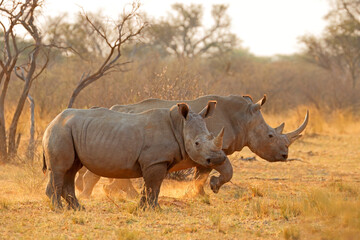 Alert white rhinoceros (Ceratotherium simum) in dust at sunset, South Africa.