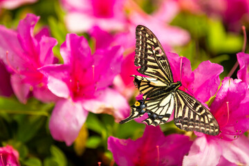 傷んだアゲハチョウ