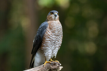 close up sparrowhawk