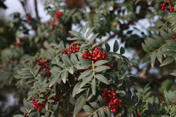 Bright red berries of a shrub on the Adriatic coast