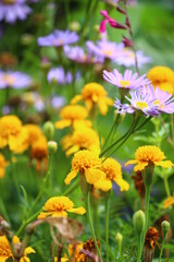 色とりどりのお花がいっぱい