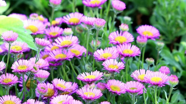 flower erigeron glaucus in bloom

