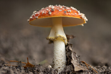 fly agaric