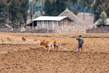 Unknown Ethiopian farmer cultivates a field with a traditional primitive wooden plow pulled by cows on April 19. 2019 in Oromia Region, Ethiopia