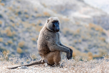 Chacma baboon, papio ursinus, strong african monkey, sitting on the hill edge, also known as the Cape baboon near bridge over blue nile on the road to Dejen. Ethiopia Africa wildlife