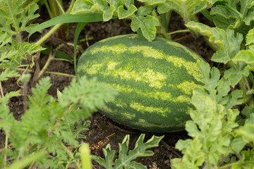 Obraz premium Watermelon is growing in the garden,Sweet fruit.