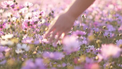 Woman walking in the cosmos flower field in slow motion. Human hand in close up.
