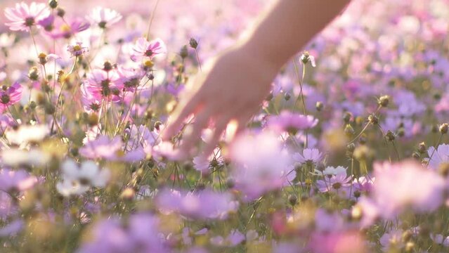 Woman Walking In The Cosmos Flower Field In Slow Motion. Human Hand In Close Up.
