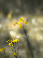 Obraz premium Slightly blurred yellow flowers, on a fuzzy background, for artistic wallpaper or background