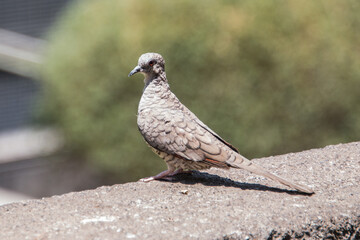 Bird standing on a concrete surface