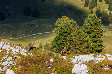 two male ibexes (Capra ibex) in Naturpark Diemtigtal in Berner Oberland