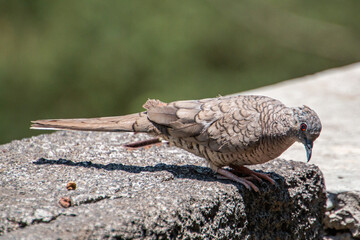 Bird standing on a concrete surface