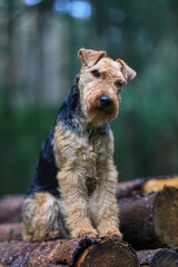 Portrait of a stunning female Welsh Terrier hunting dog, posing on a log pile in the woods.