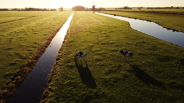 Aerial drone footage of cows grazing on Dutch farmland fields in the countryside, by sunrise.