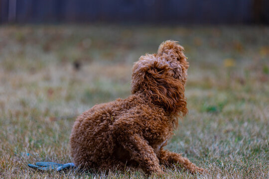 My dog  "Pumpkin" enjoying a good scratch