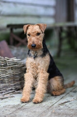 Portrait of a cute female Welsh Terrier hunting dog, posing sitting down in a vintage barn and looking towards the camera.	