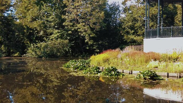 lily pads in the pond near the music dome in Amsterdam vondelpark Netherlands