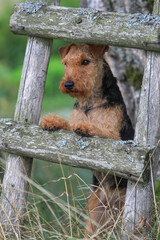 Welsh Terrier hunting dog looking through a wodden ladder on a outdoor hunt. 