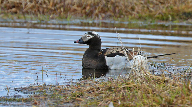Long-tailed duck male in northern Alaska