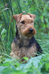 Portrait of a cute female Welsh Terrier hunting dog, posing outdoors and looking towards the camera.	