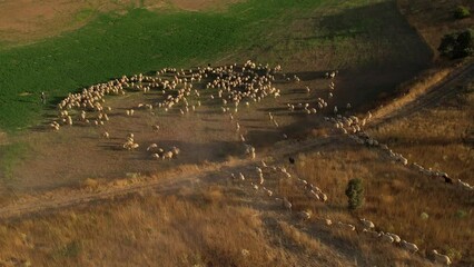 Aerial view of a flock of sheep grazing in a meadow. Sheep in the pasture run to the plot with green grass.