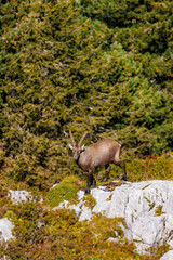 male ibex (Capra ibex) in Naturpark Diemtigtal in Berner Oberland