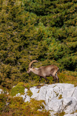 male ibex (Capra ibex) in Naturpark Diemtigtal in Berner Oberland