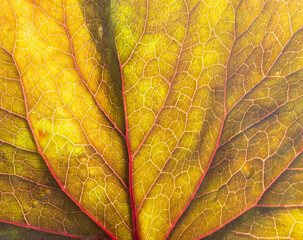 leaf texture