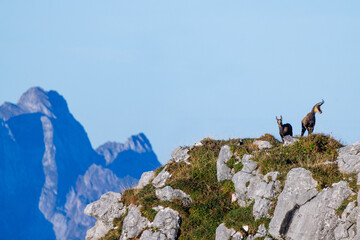 chamois mother with fawn (Rupicapra rupicapra) on a peak in Naturpark Diemtigtal in Berner Oberland