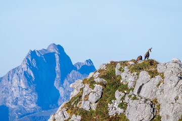 chamois mother with fawn (Rupicapra rupicapra) on a peak in Naturpark Diemtigtal in Berner Oberland