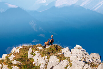 chamois mother with fawn (Rupicapra rupicapra) on a peak in Naturpark Diemtigtal in Berner Oberland