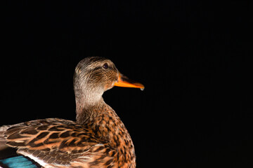 half-length portrait of a duck at night in the dark