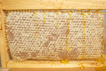 honeycombs close-up. Natural sweets, the benefits of honey, the treatment of angina and orvi